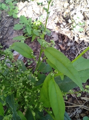 Chenopodiastrum hybridum