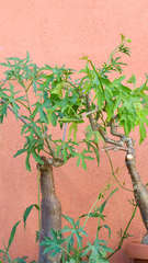 Cissus tuberosa