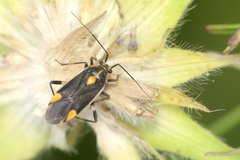 Capsodes flavomarginatus