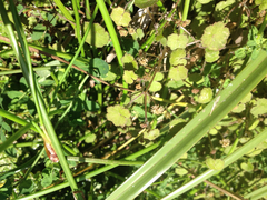 Hydrocotyle moschata
