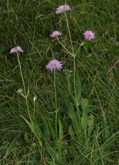 Knautia longifolia