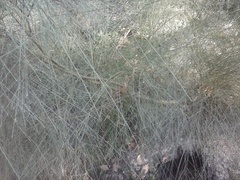 Genista cinerea
