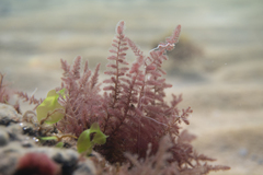 Echinothamnion hookeri