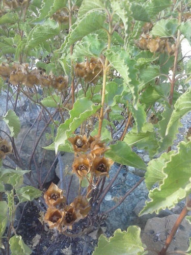 Avistamiento Cistus populifolius