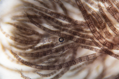 Echinothamnion hookeri