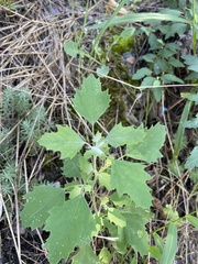 Chenopodium album