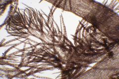 Echinothamnion hookeri