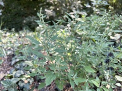 Chenopodium album