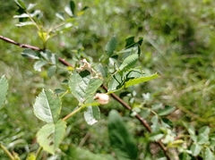 Leptophyes laticauda