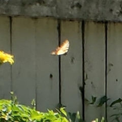 Papilio canadensis × glaucus