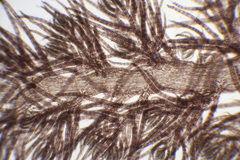 Echinothamnion hookeri