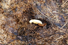 Selatosomus confluens