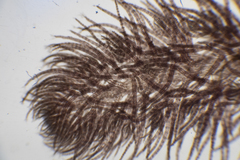 Echinothamnion hookeri