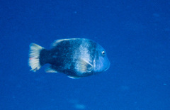 Lethrinus erythracanthus