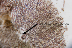 Echinothamnion hookeri