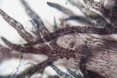 Echinothamnion hookeri