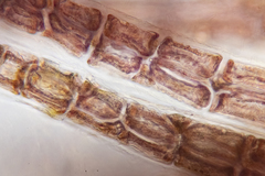 Echinothamnion hookeri