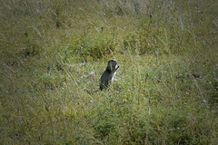 Urocitellus undulatus