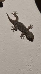 Tarentola mauritanica