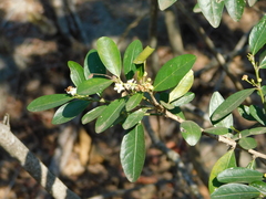 Erythroxylum emarginatum