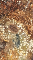 Leptochiton asellus