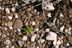 Mesembryanthemum subtruncatum