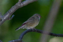 Lagonosticta senegala