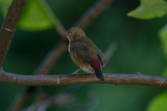 Lagonosticta senegala