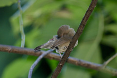 Lagonosticta senegala