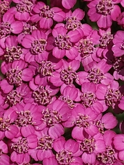 Achillea distans