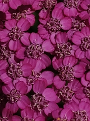 Achillea distans