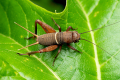 Teleogryllus derelictus