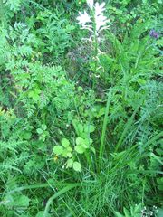 Paradisea lusitanica