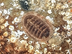 Leptochiton asellus image