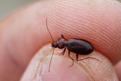 Oreonebria castanea