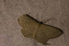 Scopula virgulata