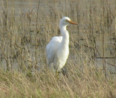 Ardea intermedia brachyrhyncha