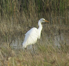 Ardea intermedia brachyrhyncha