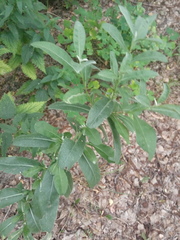 Cirsium arvense vestitum