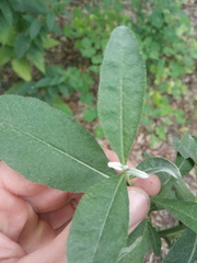 Cirsium arvense vestitum