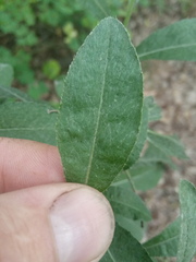 Cirsium arvense vestitum