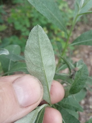 Cirsium arvense vestitum