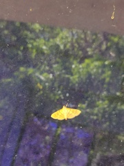 Dichocrocis revidata