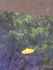 Dichocrocis revidata