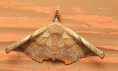 Episparis tortuosalis