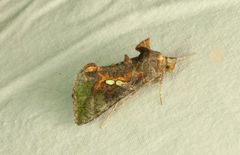 Erythroplusia pyropia