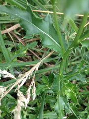 Conocephalus bilineatus