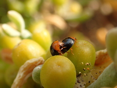 Exochomus nigripennis