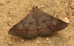 Hypospila bolinoides