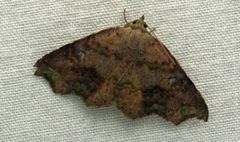 Laspeyria viridicincta